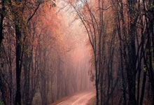 Stuffed White Mackerel with Soybeans and Cured Sausage