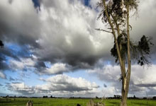 Stuffed White Mackerel with Soybeans and Cured Sausage