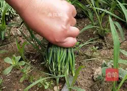 银鱼炒韭菜的做法图解1