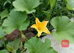 酿南瓜花的做法图解1