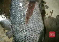 红烧啤酒鱼的做法图解1